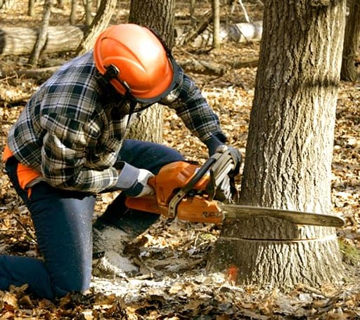Tree Removal in Biloxi, MS